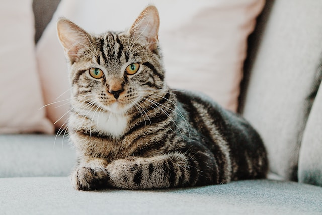 Max De Populairste Kattennamen